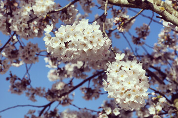 White cherry blossom in flower during the spring