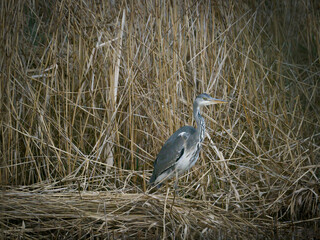 gray heron stands in the reeds on the shore of a lake