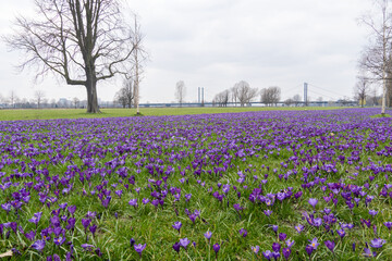 Blaues Band Düsseldorf