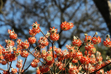 Edgeworthia chrysantha 'red dragon' paperbush in bloom.