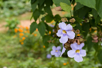 thunbergia laurifolia, laurel clockvine, Violet flowers for phrases or backgrounds