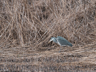 gray heron stands in the reeds on the shore of a lake