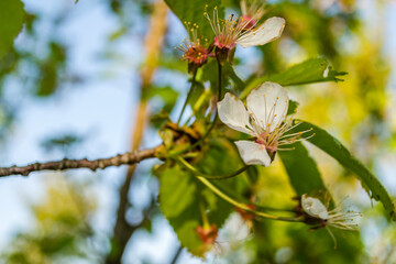 Blossoming white cherry blossoms on the branches of a tree, sunny in the afternoon sun. 