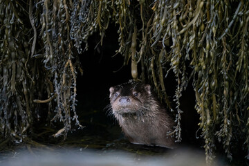 An otter peeks out 