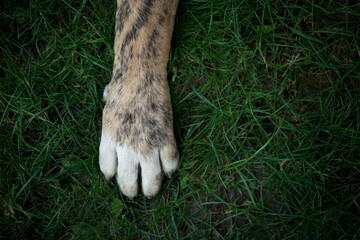 The paw of a large large dog lies on the green grass. A dog with one paw. One spotted paw with a...