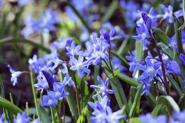Blue Forbes' Glory Of The Snow 'Scilla forbesii' in flower