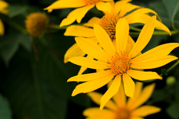 topinambur, Yellow flowers for phrases or backgrounds. Helianthus tuberosus