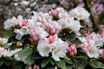 White Rhododendron pachysanthum in flower