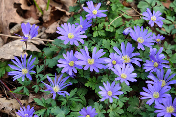Purple Balkan anemone wind flowers in bloom