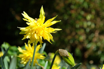 Yellow Narcissus 'Rip van Winkle' double daffodil in flower