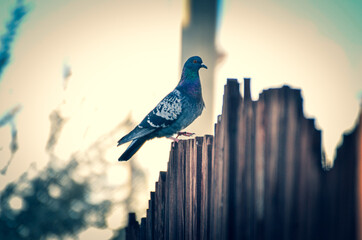 pigeon on the fence