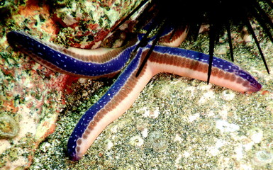 Costa Rica Pacific Sea life