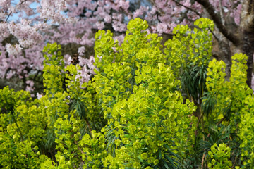 Green wood spurge,  'Euphorbia characias subsp. wulfenii' in flower