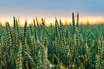 Closeup of a beautiful green wheat field - obrazy, fototapety, plakaty