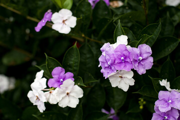 impatiens walleriana, Violet flowers for phrases or backgrounds