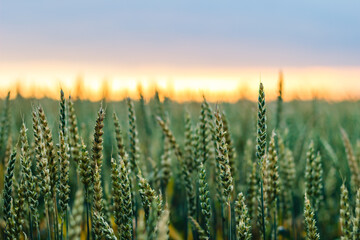 Closeup of a beautiful green wheat field