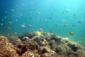 Costa Rica Pacific Sea life