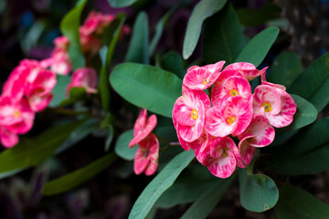 euphorbia milii, Red flowers for phrases or backgrounds