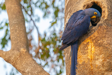 The Hyacinth macaw (Anodorhynchus hyacinthinus)