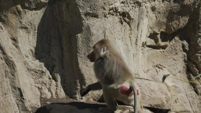 This video shows follows a wild Hamadryas Baboon climbing up a rocky terrain.
