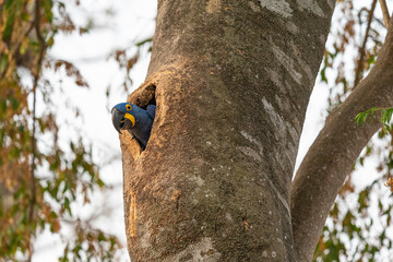 The Hyacinth macaw (Anodorhynchus hyacinthinus)