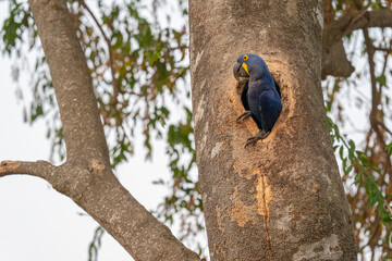 The Hyacinth macaw (Anodorhynchus hyacinthinus)