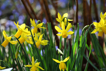 Obraz premium Pretty yellow 'Narcissus cyclamineus' daffodil 'Rapture' in flower