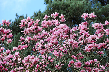 Obraz premium 'Magnolia x Soulangeana', or pink saucer magnolia in bloom