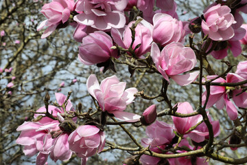 'Magnolia x Soulangeana', or pink saucer magnolia in bloom