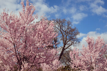Naklejka premium White cherry blossom in flower during the spring