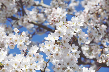 White cherry blossom in flower during the spring