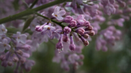 Lilac flowers © Halytskyi Olexandr