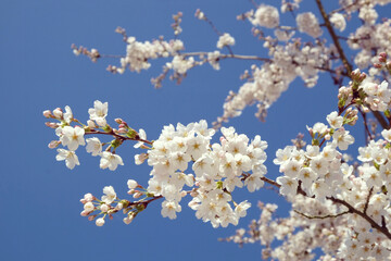 White cherry blossom in flower during the spring