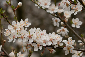 Blackthorn Prunus spinosa blossom in hedgerow in early spring