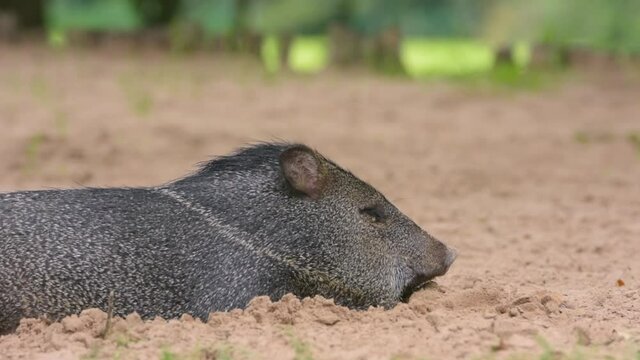 cerdo salvaje pecar&iacute; recostado en la arena