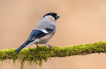 Eurasian bullfinch female ( Pyrrhula pyrrhula )
