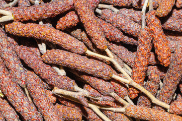 Alder earrings are reddish yellowish.
