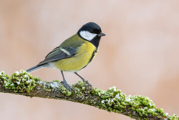 Obraz premium Great tit close up ( Parus major )