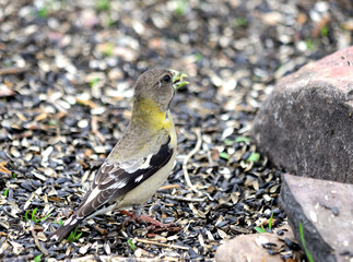 Female Evening Grosbeak on ground