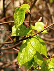 Young fresh leaves grow every spring on trees and bushes