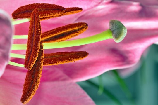 A lilies Anther and Stigma closeup - stock photo.jpg