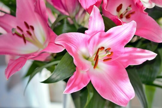 Say it with Pink Lilies - stock photo.jpg