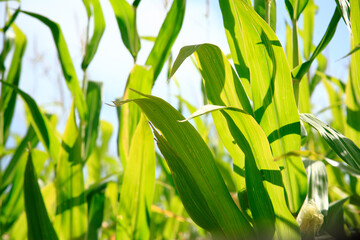 Corn leaves