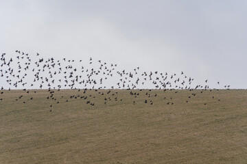 Wild birds in flight over the field meadow