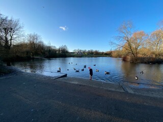 Naklejka premium winter pond with water birds in a sunny day, end of day light, blue sky,