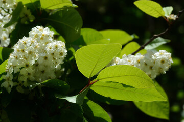 White spring flowers and green leaves glowing from sunlight.Spring natural background 