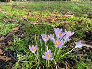 Spring flowers, purple crocus in a field with trees in the background in a spring sunny day in England