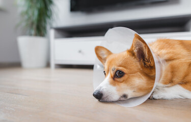 dog after surgery wearing a cone, welsh corgi pembroke dog