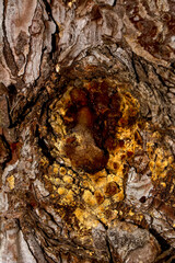 Pine resin amber color flows down the bark of the tree. Damaged pine bark dripping sticky resin