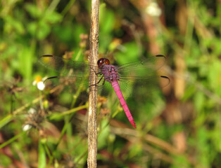 close up of a dragonfly